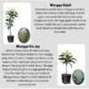 Paket Tanaman Mangga Jumbo - Gambar 3