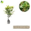 Paket Tanaman Bunga Harum - Gambar 6
