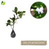 Paket Tanaman Bunga Harum - Gambar 4