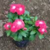 Vinca White Magenta - Gambar 2
