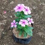 Vinca Ungu Muda