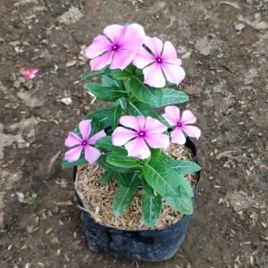 Vinca Ungu Muda