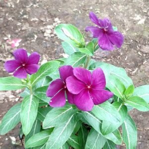 Vinca Ungu