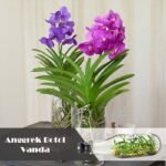 Anggrek Botol Vanda