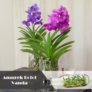 Anggrek Botol Vanda