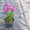 Dianthus Mini Bicolor - Gambar 2