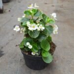 Begonia Cucullata Wild White