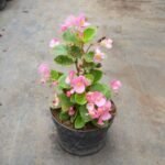Begonia Cucullata Wild Pink