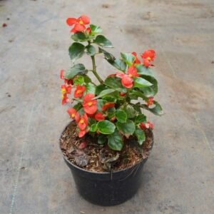 Begonia Cucullata Wild Orange