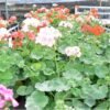 Geranium White ( pelargonium ) - Gambar 2