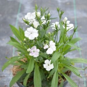 Dianthus Mini Putih