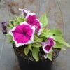 Petunia Magenta Lipstik - Gambar 2