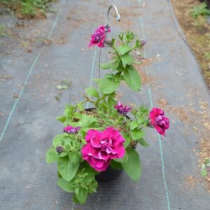Petunia Magenta Double