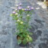 Krisan Aster Mini Ungu - Gambar 2