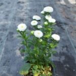 Krisan Aster Mini Putih
