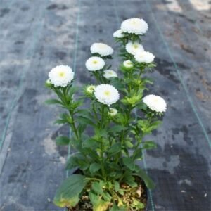 Krisan Aster Mini Putih