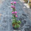 Krisan Aster Mini Pink - Gambar 2