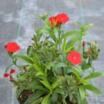 Dianthus Mini Merah Magenta
