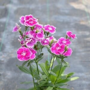 Dianthus Mini Bicolor