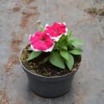 Petunia Red Lipstik