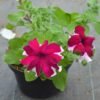 Petunia Red Stripe - Gambar 2