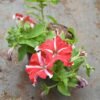 Petunia Orange Stripe - Gambar 2