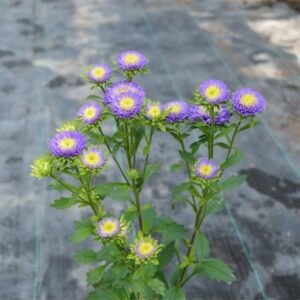 Krisan Aster Mini Ungu