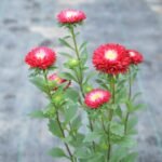 Krisan Aster Mini Merah
