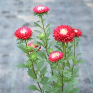 Krisan Aster Mini Merah