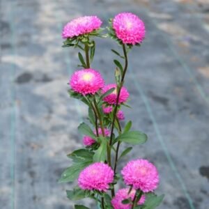 Krisan Aster Mini Pink