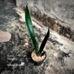 Sansevieria Nelsonii
