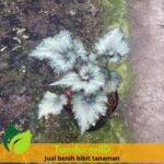 Begonia Rex Putz