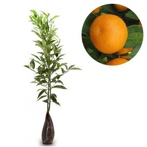 Jeruk Sunkist