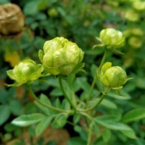 Climber Green Rose
