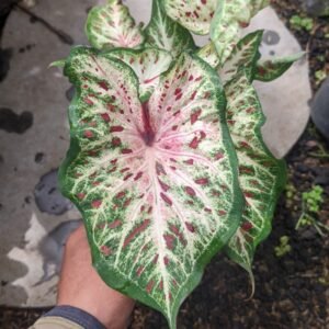 Keladi Gingerland