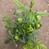 Climber Green Rose - Gambar 2