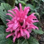 Lolipop Pink