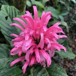 Lolipop Pink