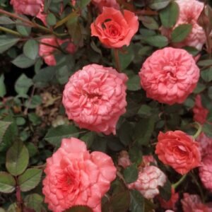 Mawar Orange Babyflor