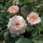 Mawar Impor Peach