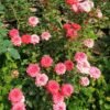 Mawar Orange Babyflor - Gambar 3