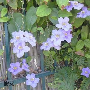 Thunbergia Biru