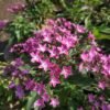 Pentas Pink - Gambar 2