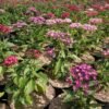 Pentas Pink - Gambar 4