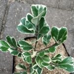 Beringin Kupu Kupu / Ficus Variegata / Ficus Triangularis