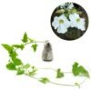 Thunbergia Putih - Gambar 2