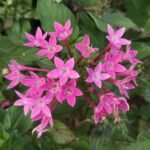 Pentas Pink