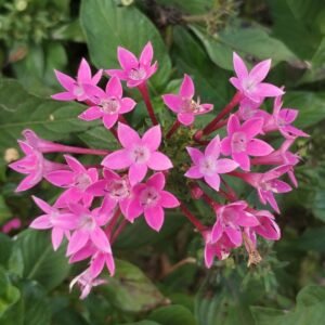 Pentas Pink