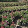 Pentas Pink - Gambar 3