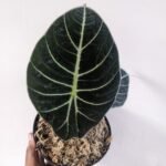 Alocasia Black Velvet